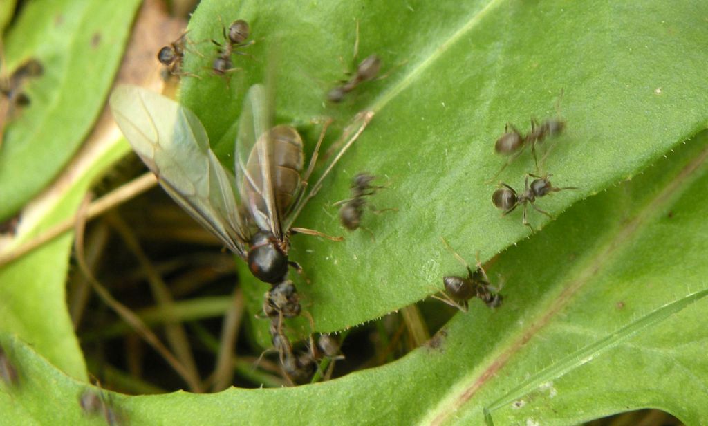 Formiche con e senza ali: Lasius cfr paralienus